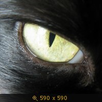 кошка чёрная 40