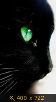 кошка чёрная 41