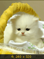 КОТИКИ Gif-анимация, картинка 638088.gif
