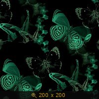 бабочки 20