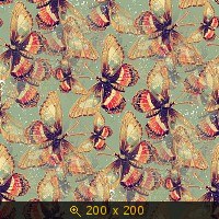 бабочки 40