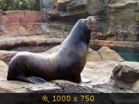 Гонконг, Ocean Park