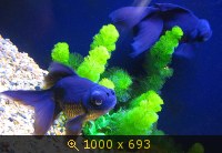 Гонконг, Ocean Park