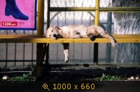Юмор, Прикольные Картинки, картинка 763259.jpg