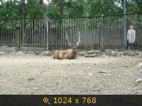 Животные, Зоопаркмлекопитающие, картинка 796256.jpg