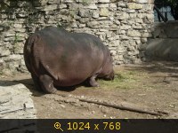 Животные, Зоопаркмлекопитающие, картинка 796258.jpg