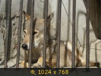 Животные, Зоопаркмлекопитающие, картинка 796263.jpg