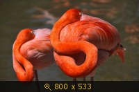 Flamingo