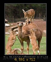 Юмор, Прикольные Демотиваторы, картинка 809973.jpg