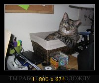 Юмор, Прикольные Демотиваторы, картинка 816450.jpg