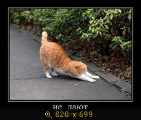 Юмор, Прикольные Демотиваторы, картинка 831281.jpg