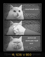 Юмор, Прикольные Демотиваторы, картинка 832127.jpg