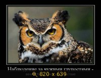 Юмор, Прикольные Демотиваторы, картинка 833283.jpg