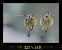 Юмор, Прикольные Демотиваторы, картинка 833315.jpg