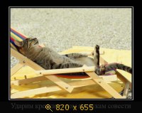 Юмор, Прикольные Демотиваторы, картинка 833321.jpg