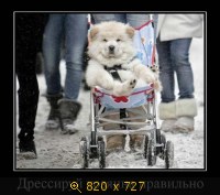 Юмор, Прикольные Демотиваторы, картинка 833329.jpg