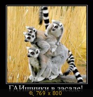 Юмор, Прикольные Демотиваторы, картинка 834624.jpg