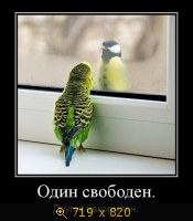 Юмор, Прикольные Демотиваторы, картинка 845482.jpg