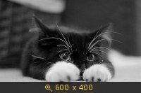 Животные, Киски, картинка 900187.jpg