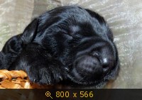 Животные, картинка 905658.jpg