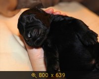 Животные, картинка 907780.jpg