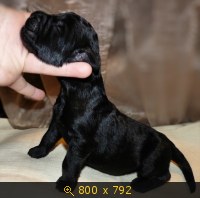 Животные, картинка 907803.jpg