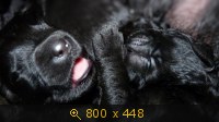 Животные, картинка 910673.jpg