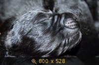 Животные, картинка 910712.jpg