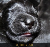 Животные, картинка 910722.jpg