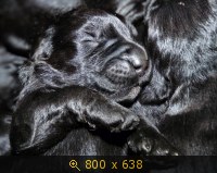 Животные, картинка 910783.jpg