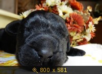 Животные, картинка 910836.jpg