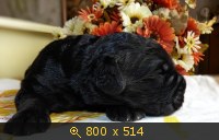 Животные, картинка 910851.jpg