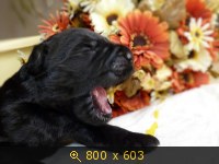 Животные, картинка 910860.jpg