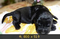 Животные, картинка 910976.jpg