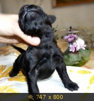 Животные, картинка 910989.jpg
