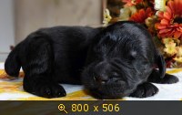 Животные, картинка 911380.jpg