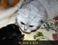 Животные, картинка 912626.jpg