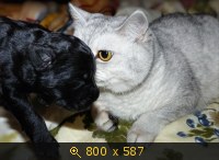 Животные, картинка 912627.jpg