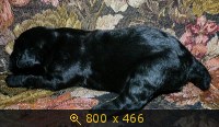 Животные, картинка 913651.jpg