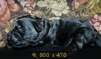 Животные, картинка 913656.jpg