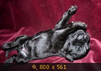 Животные, картинка 918344.jpg