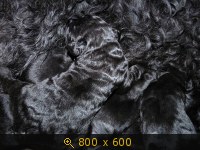Животные, картинка 918539.jpg