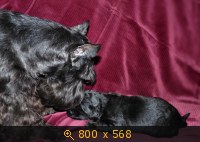 Животные, картинка 920485.jpg