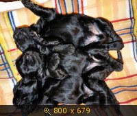 Животные, картинка 925657.jpg