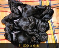 Животные, картинка 925659.jpg