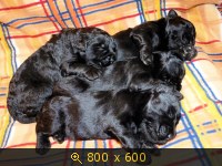 Животные, картинка 926091.jpg