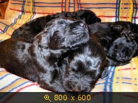 Животные, картинка 926100.jpg