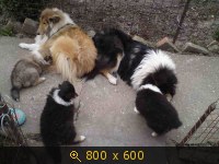 Животные, Украина, картинка 926114.jpg