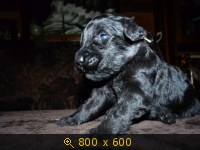 Животные, картинка 936274.jpg