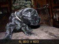 Животные, картинка 936410.jpg